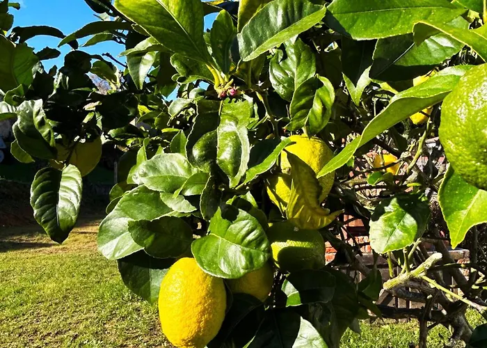 El Camino (adults Only) *