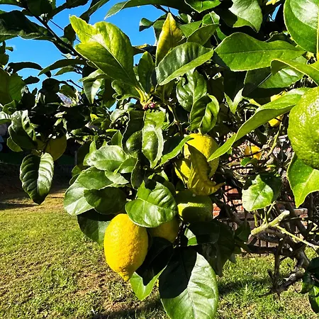 El Camino (adults Only) *